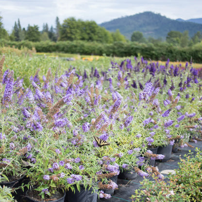 Buzz® Sky Blue Butterfly Bush (Buddleia &