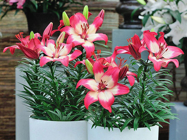 Tiny Diamond Dwarf Asiatic Lily (LILIUM ASIATIC TINY DIAMOND) - 1 gallon