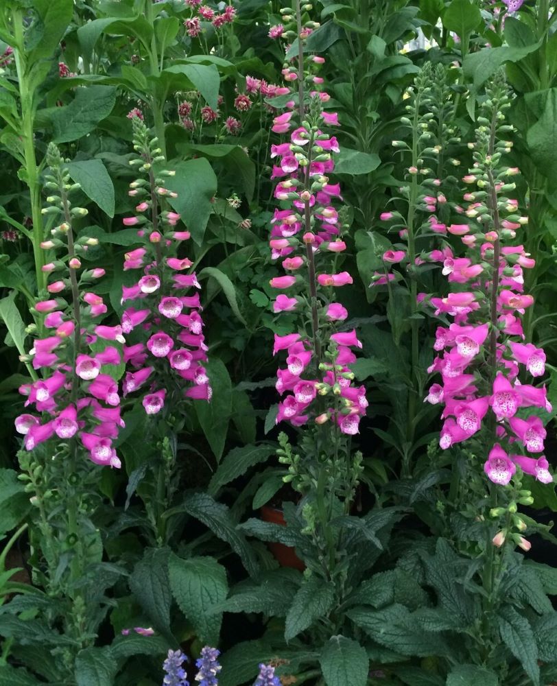 stunning pink Lucas foxglove the perfect addition for a low maintenance perennial.