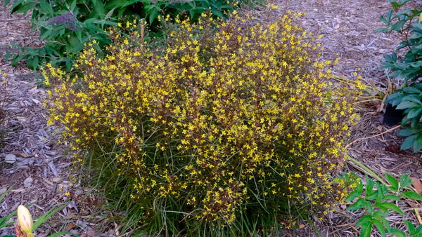 Purple-Flowered Loosestrife (Lysimachia L &