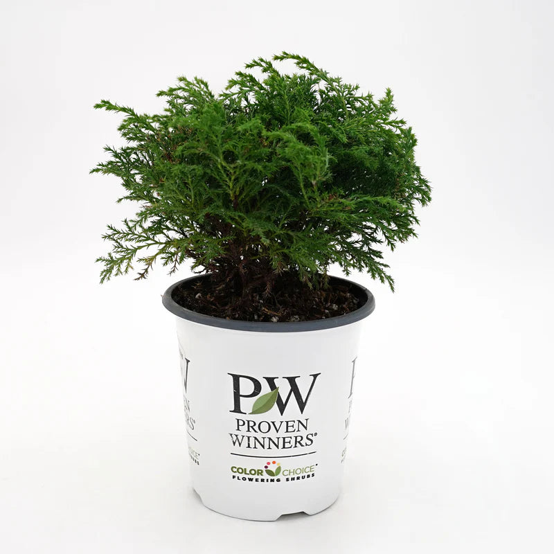 Celtic Pride® Siberian Cypress (Microbiota D &