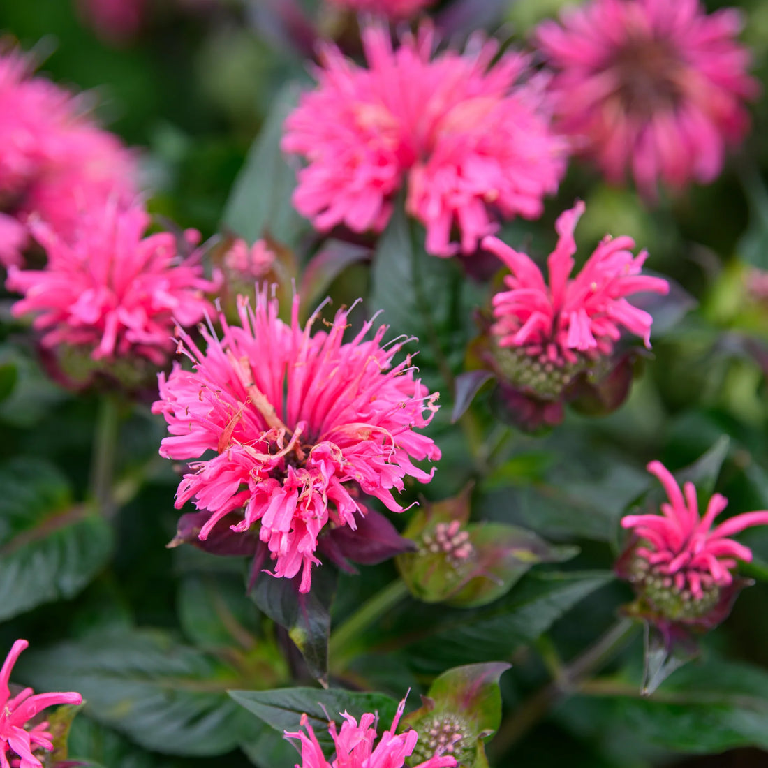 Sugar Buzz® Bubblegum Blast Bee Balm (Monarda &