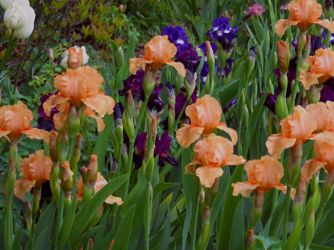Iris &