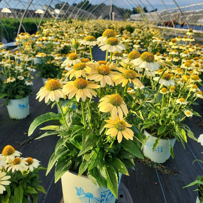 Mellow Yellows Coneflower (Echinacea purpurea &