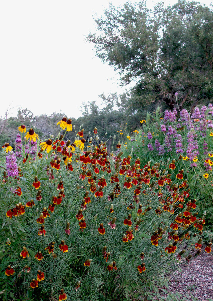 Mexican Hat Red Midget amongst perennials in the natural landscape.
