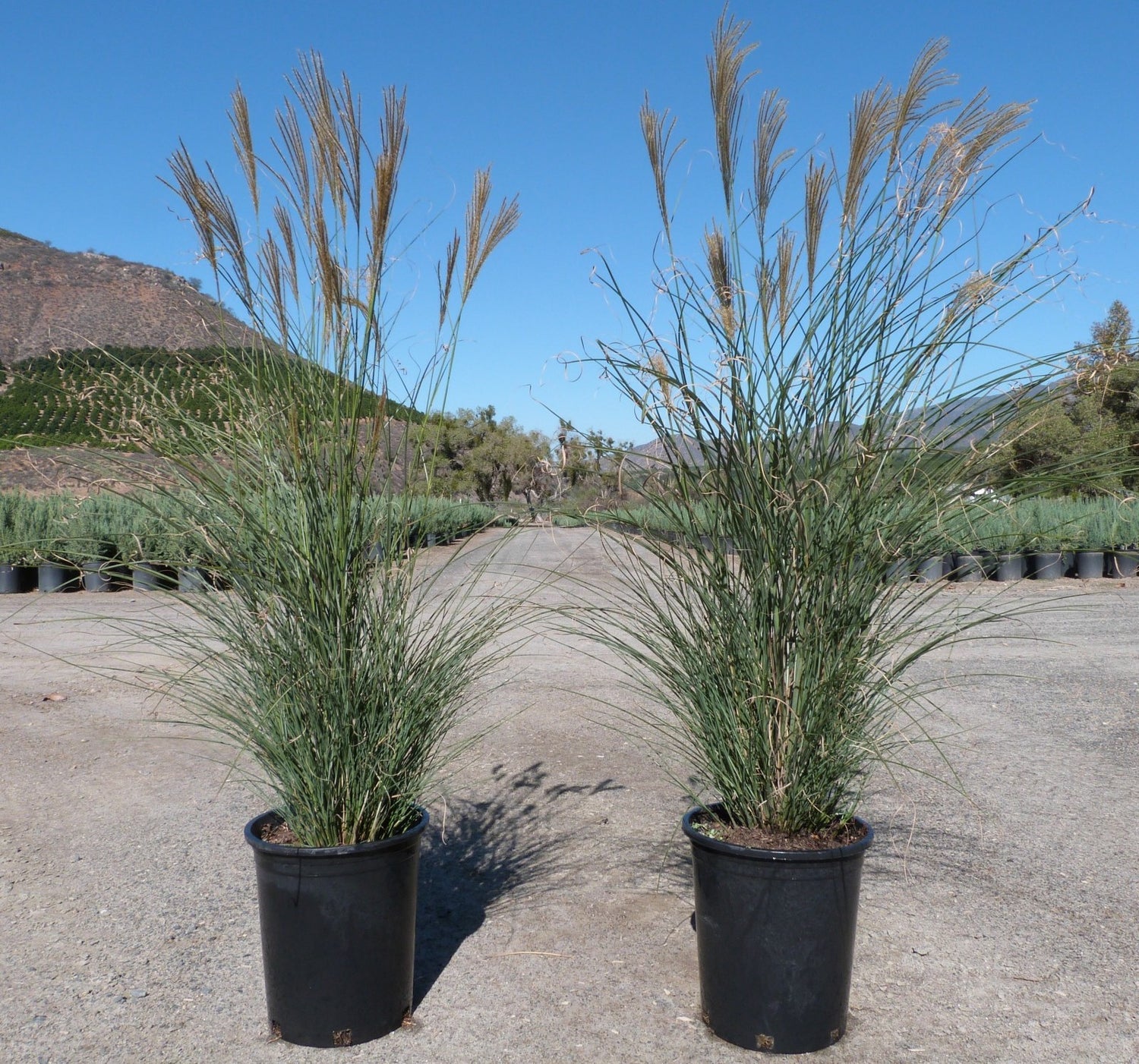 Gracillimus Maiden Grass (Miscanthus sinensis &
