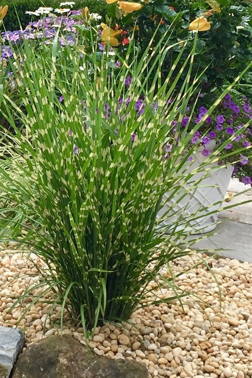 Porcupine Grass (Miscanthus sinensis &