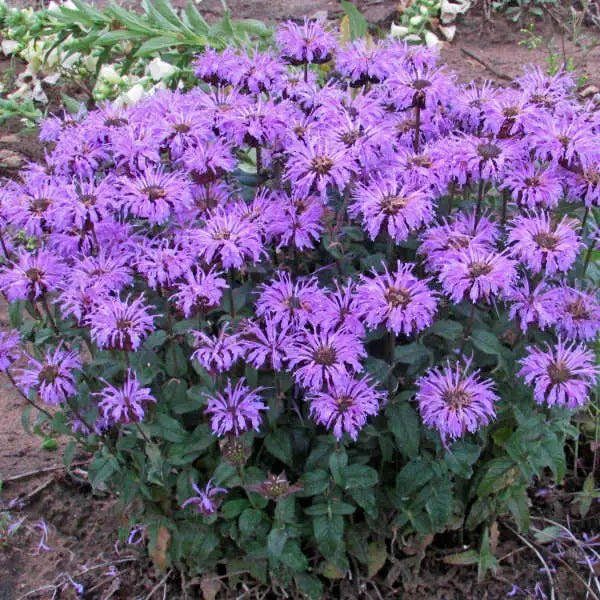 Blue Stocking Bee Balm (Monarda D &