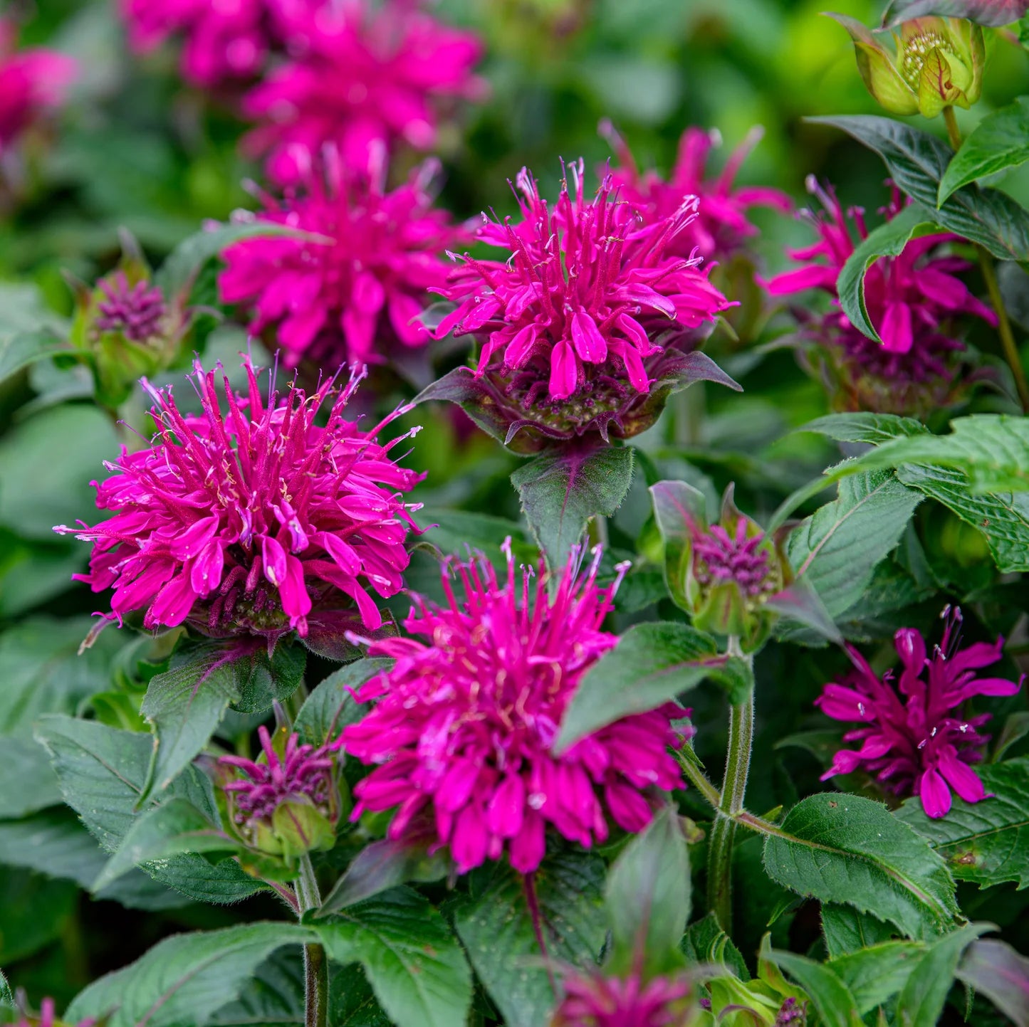 Balmy™ Purple Bee Balm (Monarda balmy &