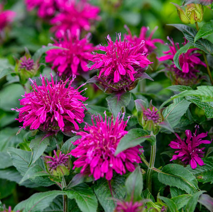 Balmy™ Purple Bee Balm (Monarda balmy &