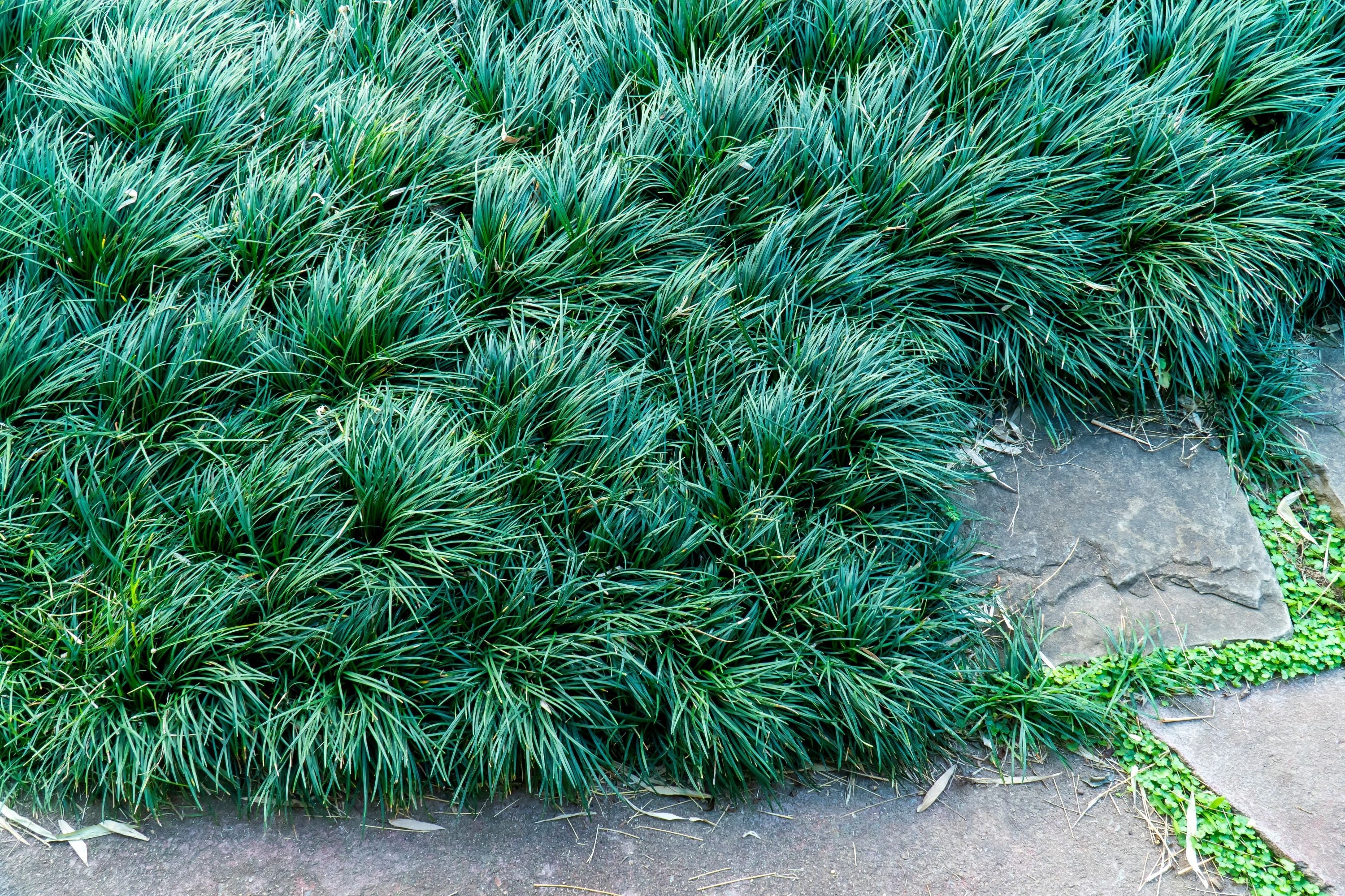 Dwarf Mondo Grass (Ophiopogon japonicus &