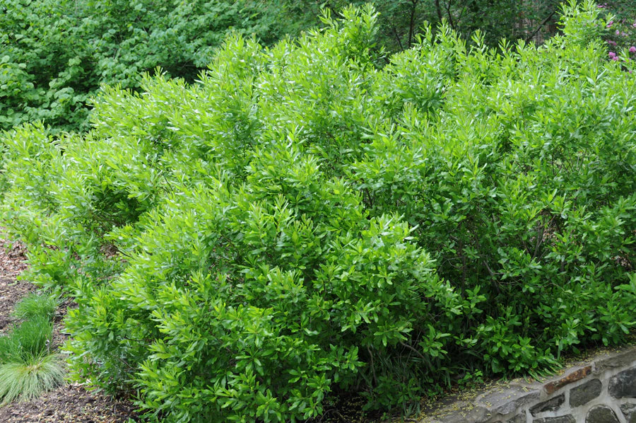 Northern Bayberry (Myrica pennsylvanica) - 3 gallon 18"