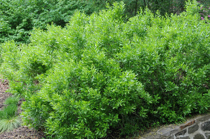 Northern Bayberry (Myrica pennsylvanica) - 3 gallon 18"
