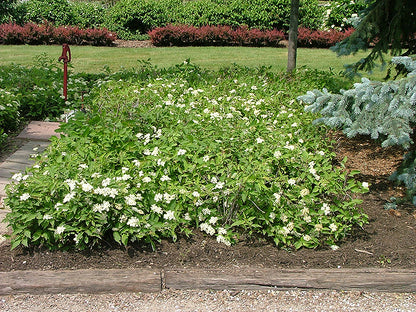 Muskingum® Gray Dogwood (Cornus racemosa &