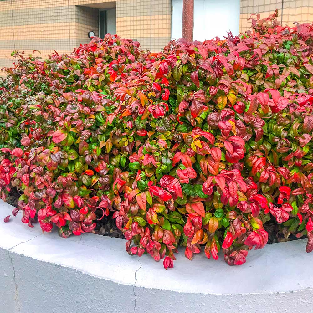 Firepower Nandina (NANDINA FIREPOWER) - 1 gallon
