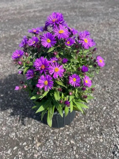 Purple Dome Aster (Aster novi-belgii &
