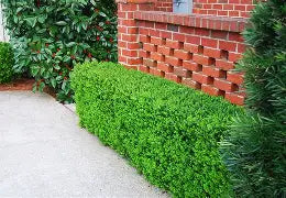 Green Beauty Boxwood (Buxus microphylla &