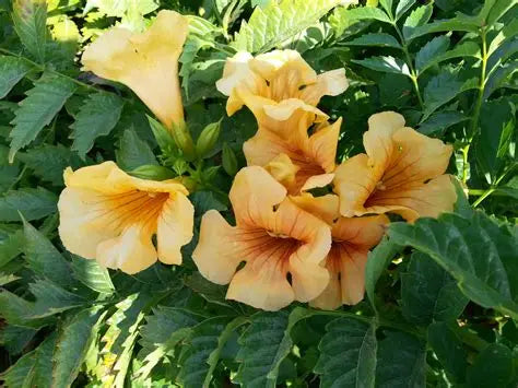 Summer Jazz™ Sunrise Gold Trumpet Vine (Campsis &