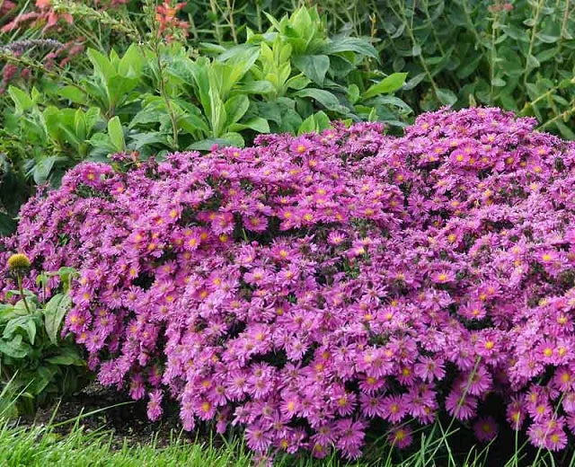 Woods Pink Aster (Aster woods &