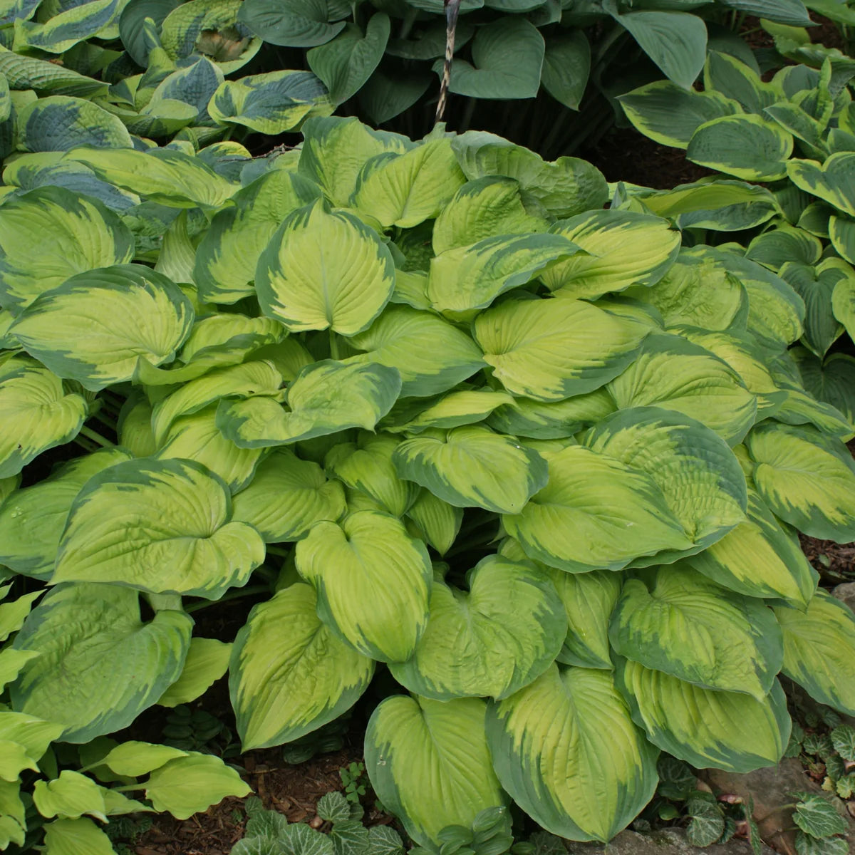 Old Glory Plantain Lily (Hosta &