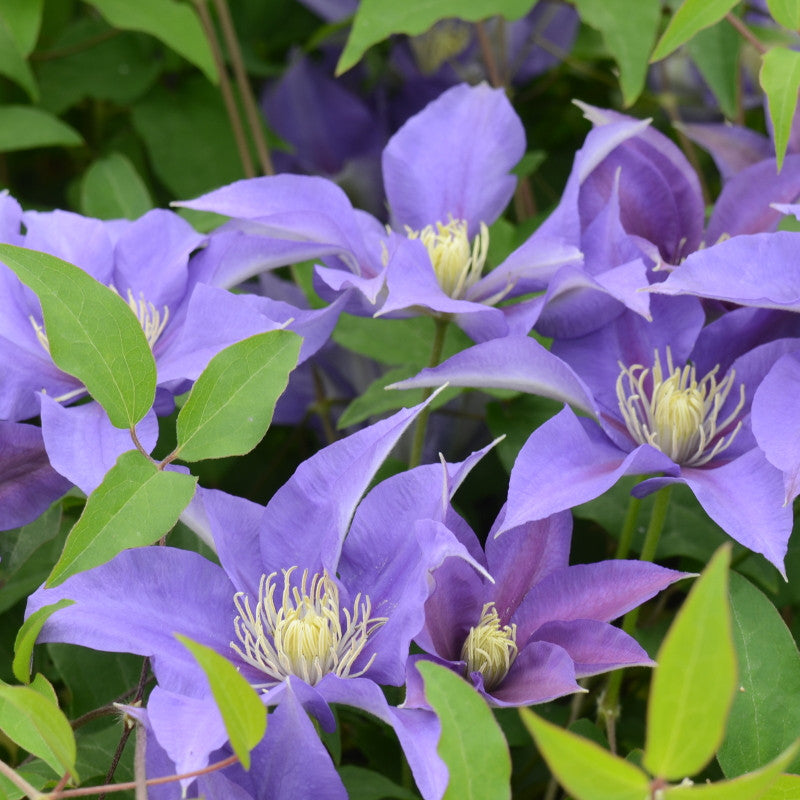 Olympia™ Clematis (Clematis olympia) - 1 gallon