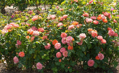 low maintenance self cleaning orange glow knock out roses.