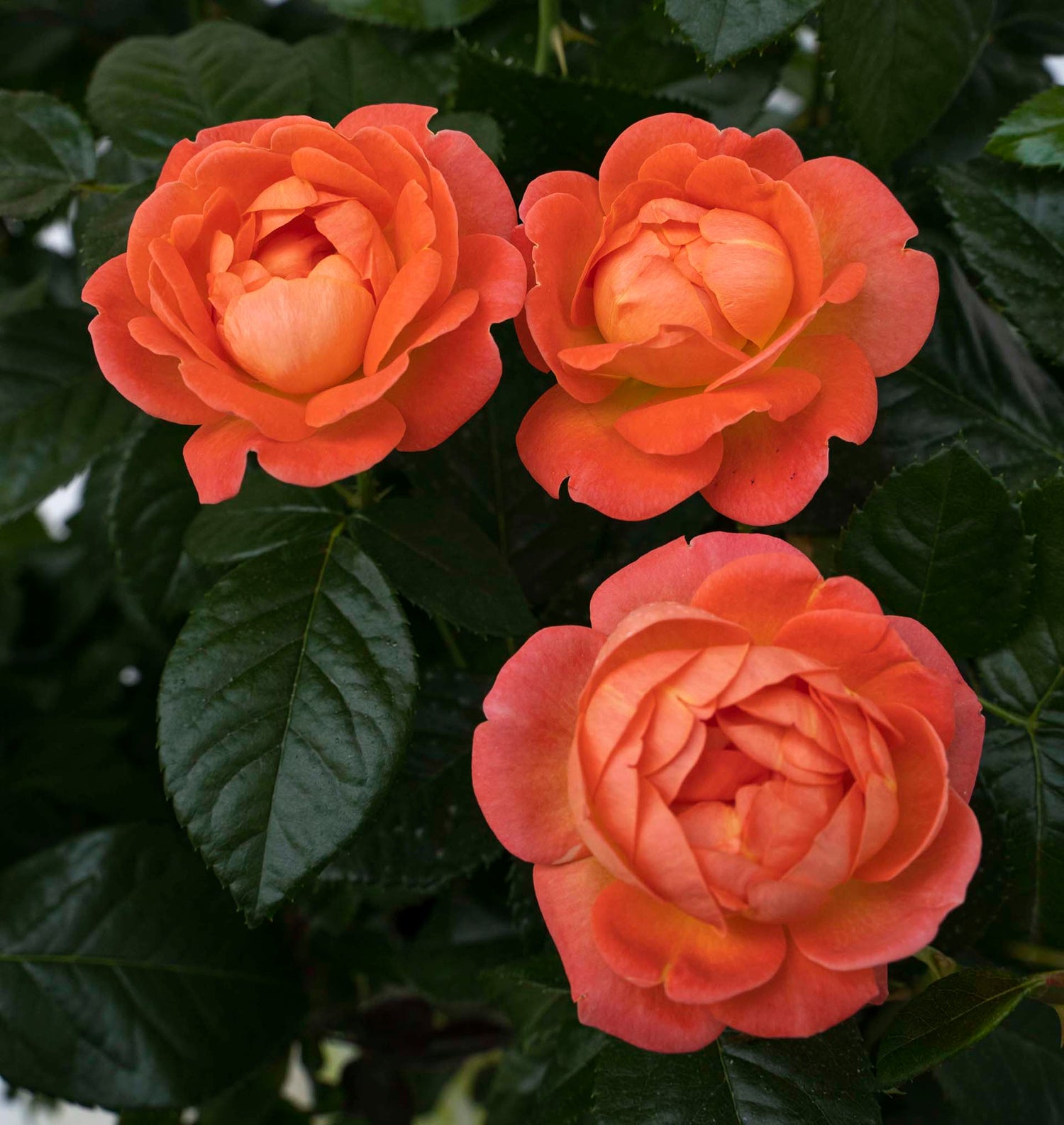 orange glow knockout roses in full bloom.