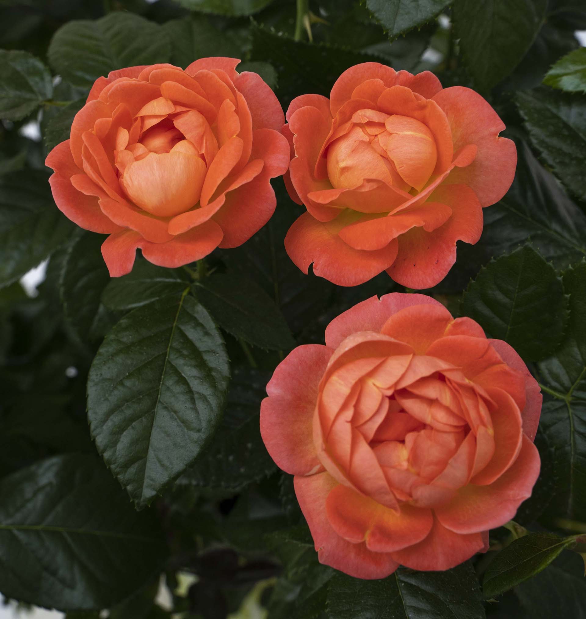orange glow knockout roses in full bloom.