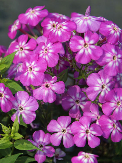 Flame® Pro Lilac Garden Phlox (Phlox paniculata &