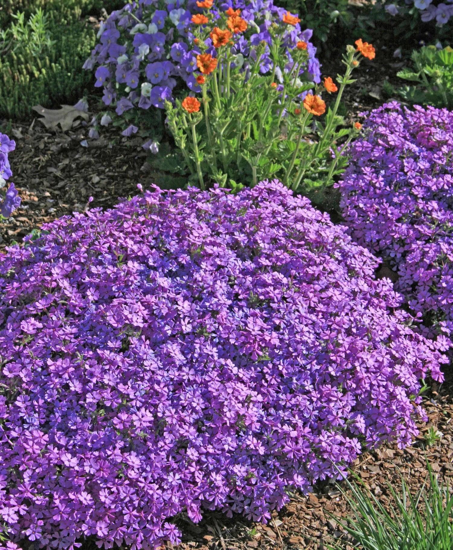 Purple Beauty Creeping Phlox (Phlox subulata &