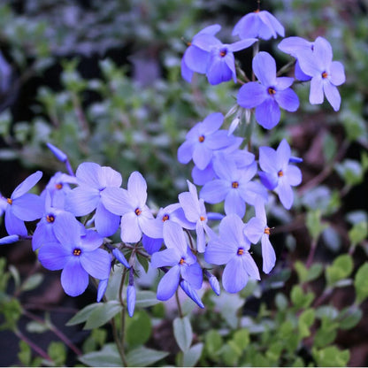 Sherwood Purple Creeping Phlox (Phlox stolonifera &
