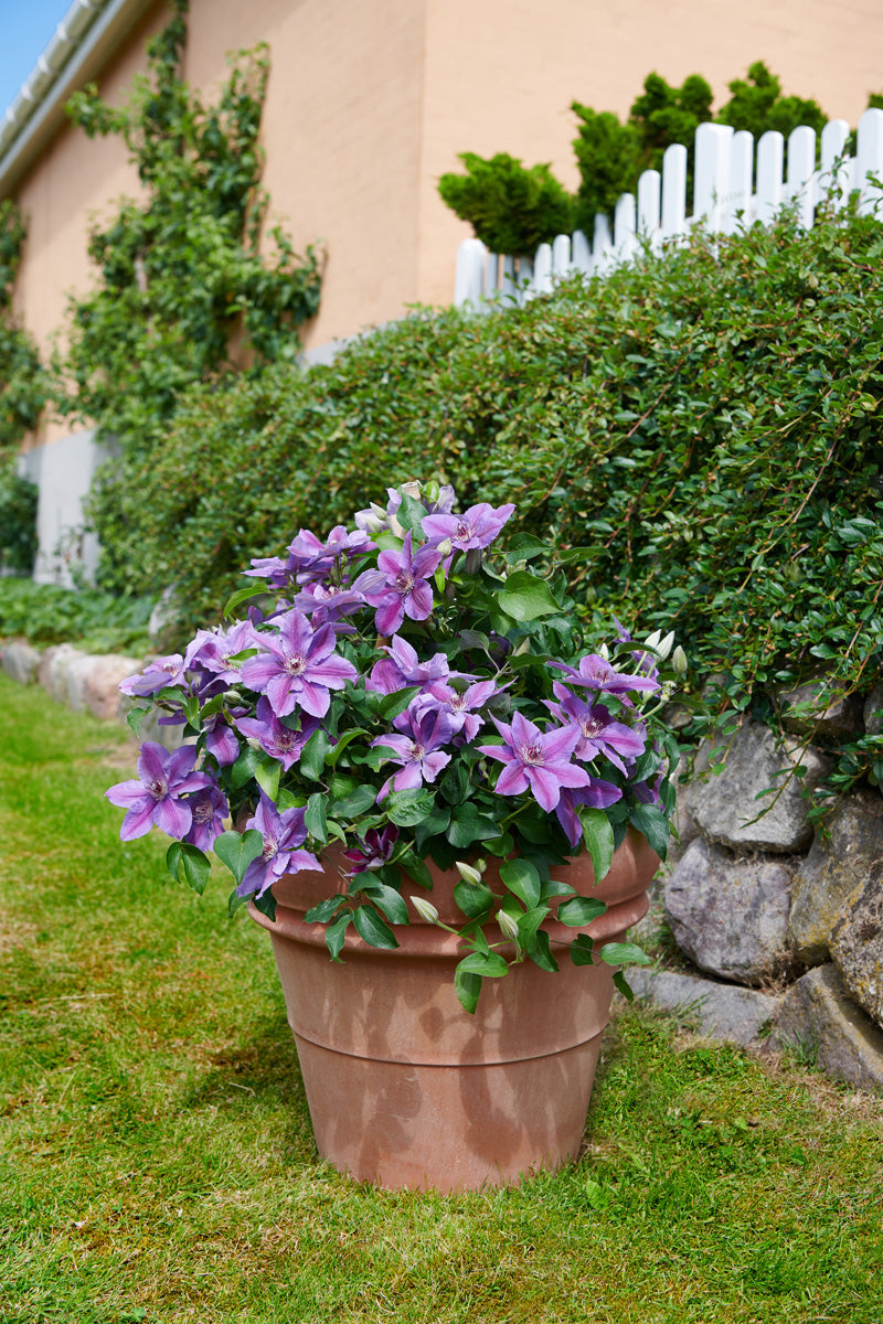 Paulie™ (Clematis paulie) - 3QT