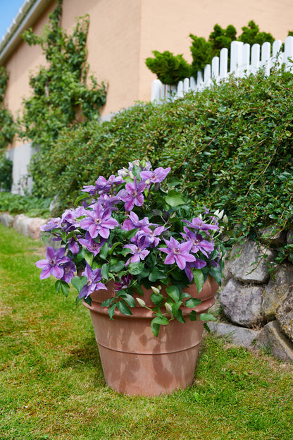 Paulie™ (Clematis paulie) - 3QT