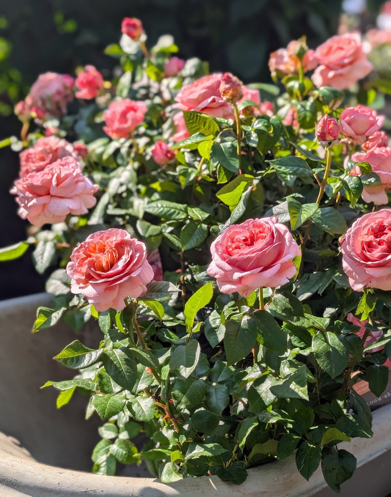 Martha Stewart Rose (ROSE MARTHA STEWART) - 3 gallon