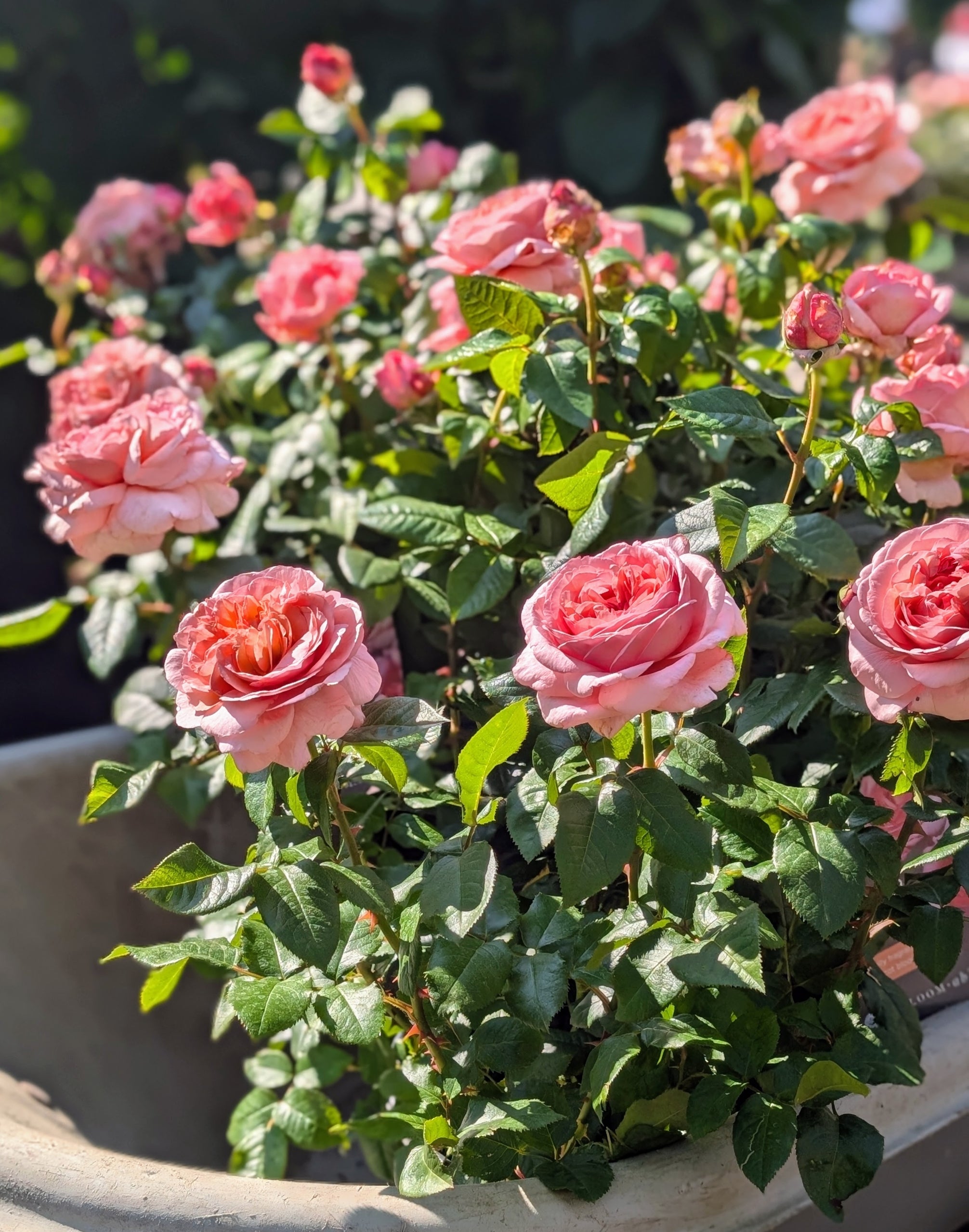 Martha Stewart Rose (ROSE MARTHA STEWART) - 3 gallon