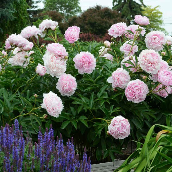 Sarah Bernhardt Peony (Paeonia lactiflora &