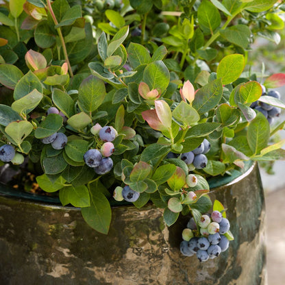 Peach Sorbet® Blueberry (Vaccinium x &