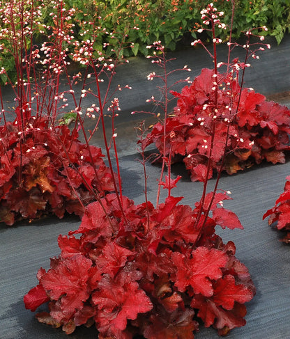 Forever Red Coralbells (Heuchera forever &