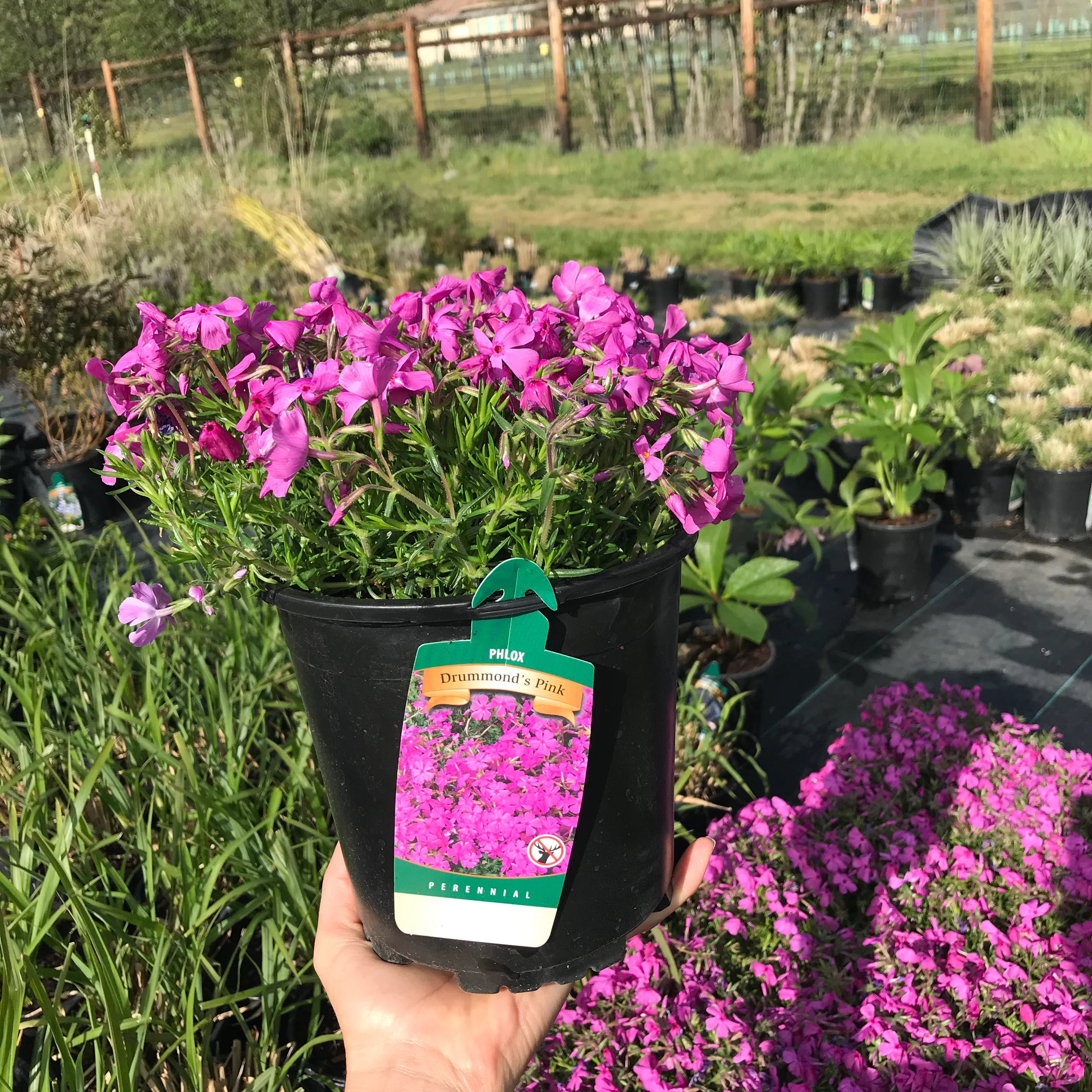 Drummond’s Pink Creeping Phlox (Phlox subulata &
