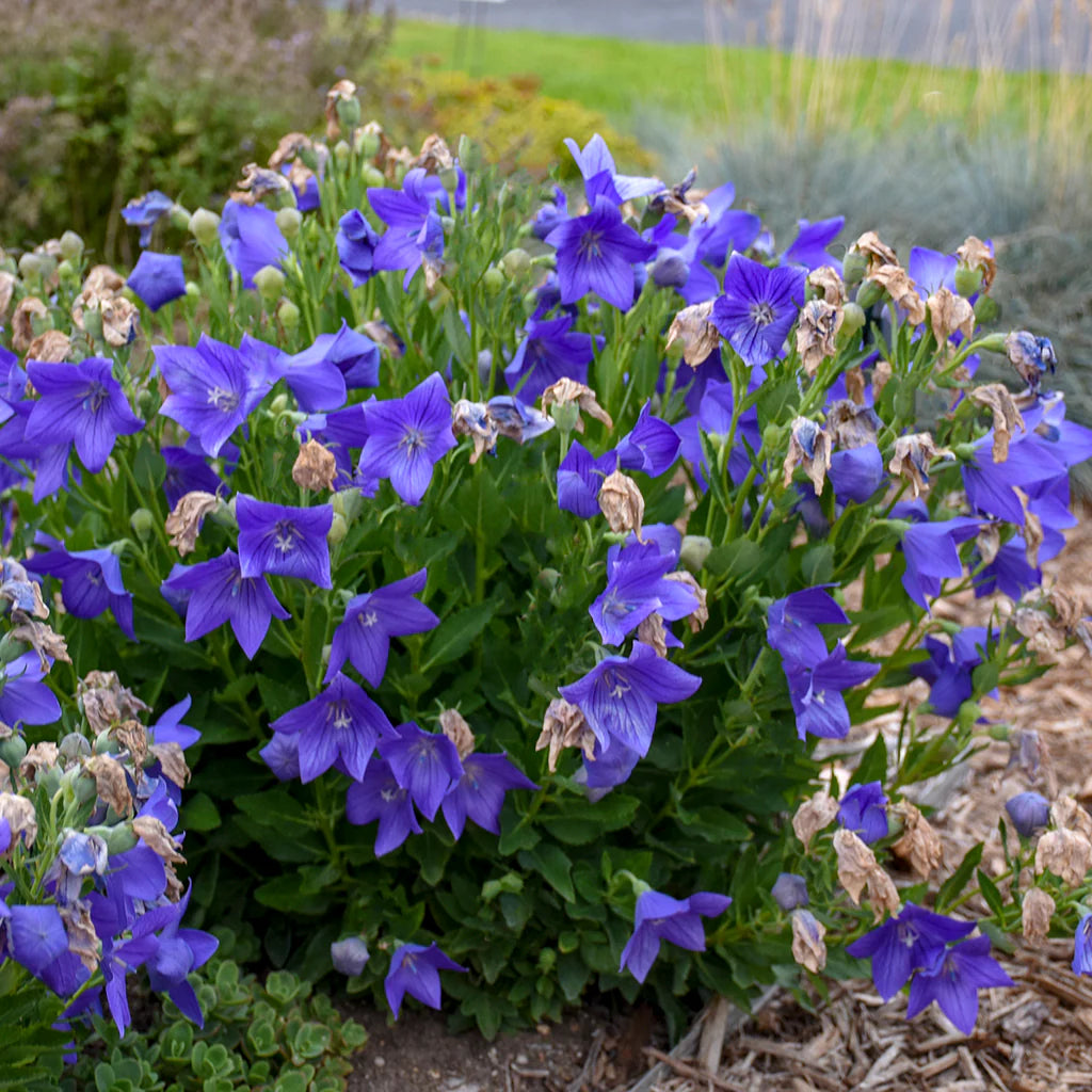 Sentimental Blue Balloon Flower (Platycodon grandiflorus &