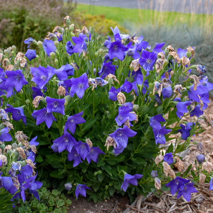 Sentimental Blue Balloon Flower (Platycodon grandiflorus &