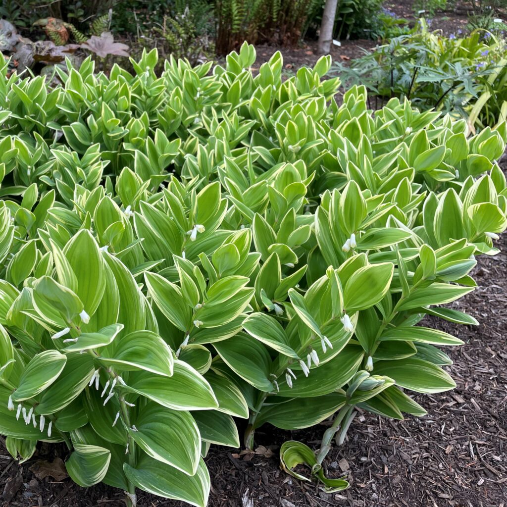 Variegated Solomon&