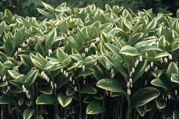 Variegated Solomon&
