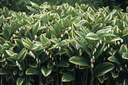 Variegated Solomon&