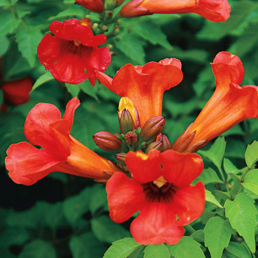 Summer Jazz™ Fire Trumpet Vine (Campsis &