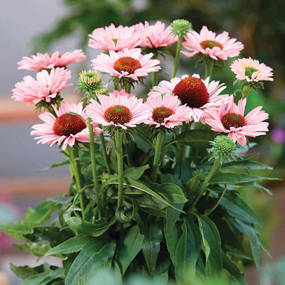 Sunseekers Salmon Coneflower (Echinacea sunseekers &
