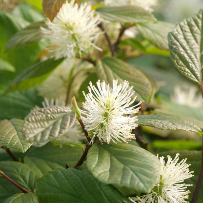 Legend of the Small® Bottlebrush (Fothergilla x intermedia &