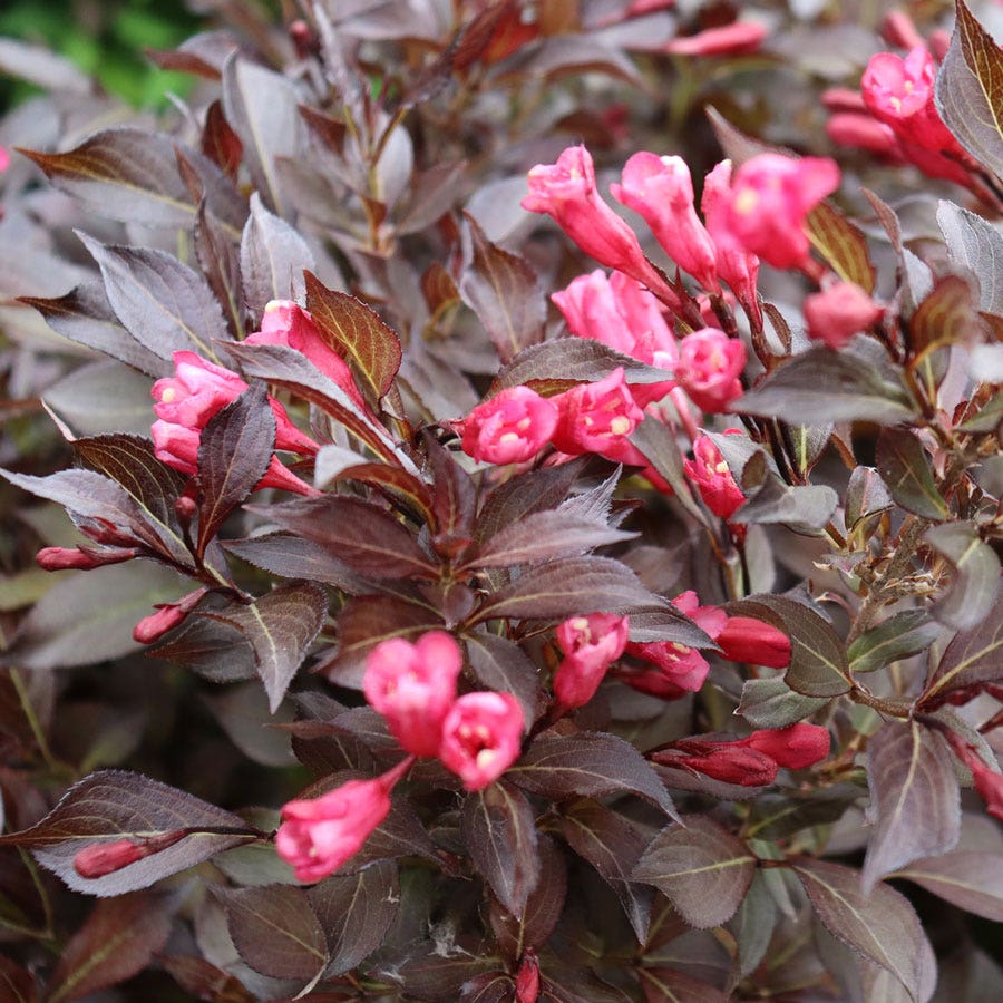 Midnight Wine Shine® Weigela (Weigela florida &
