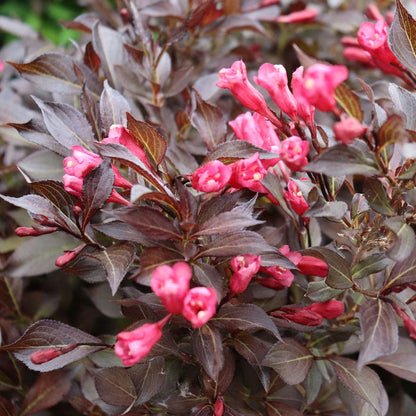Midnight Wine Shine® Weigela (Weigela florida &