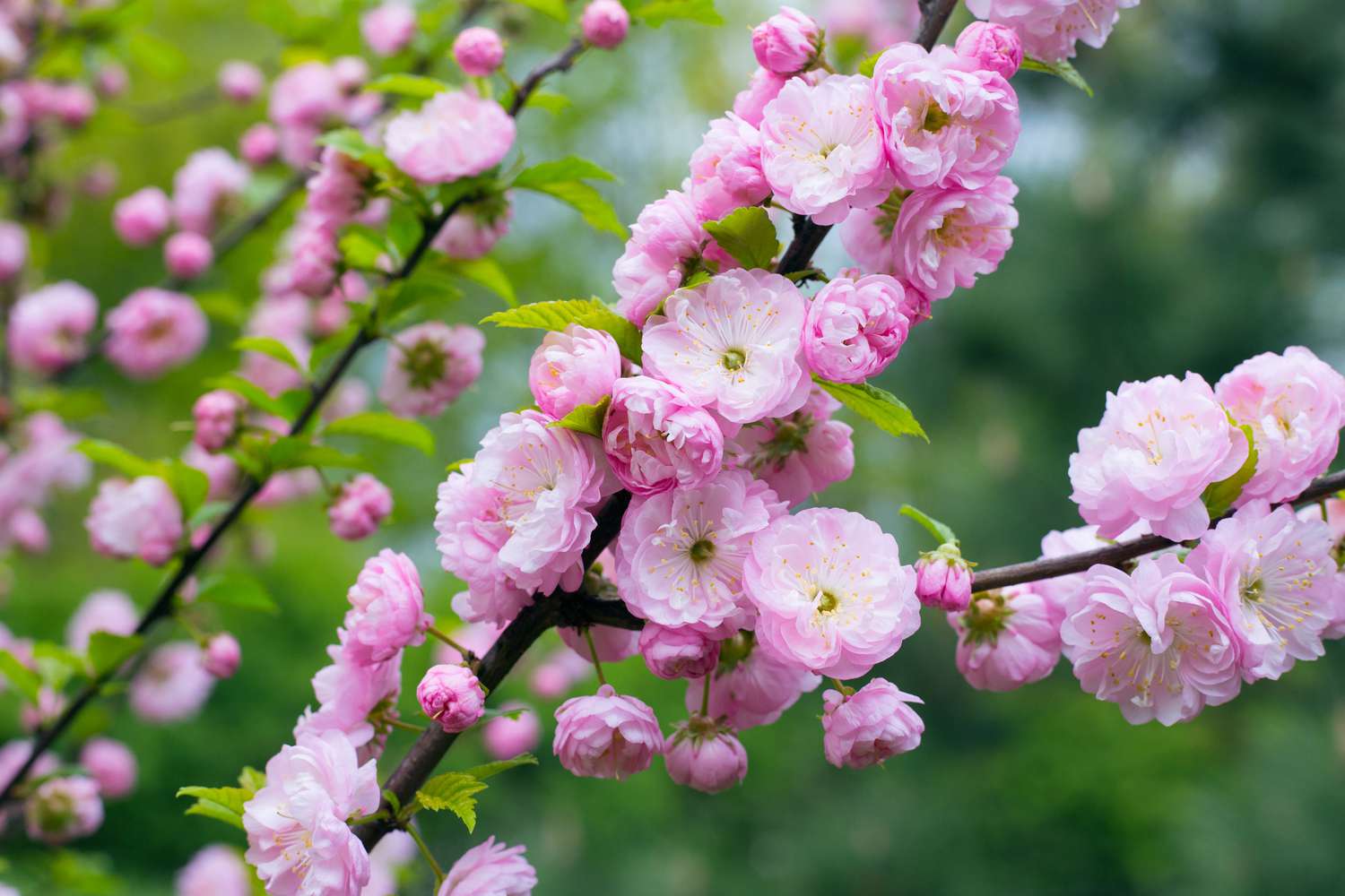 Dwarf Flowering Almond (PRUNUS GLANDULOSA) - 3 gallon